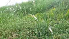Miscanthus sacchariflorus
