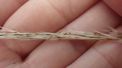 Miscanthus sacchariflorus
