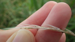 Miscanthus sacchariflorus