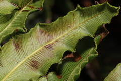 Blechnum cordatum