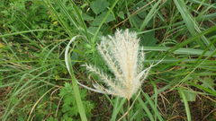 Miscanthus sacchariflorus