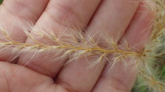 Miscanthus sacchariflorus