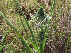 Albuca longifolia
