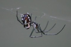Leucauge argentina