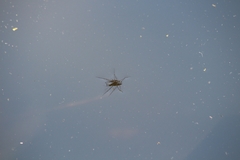 Limnogonoides