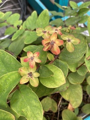 Hypericum androsaemum