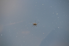 Limnogonoides