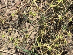 Trochomeria macrocarpa