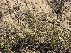 Trochomeria macrocarpa