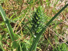 Albuca longifolia