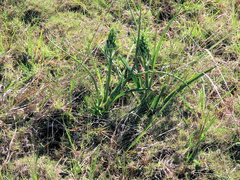Albuca longifolia