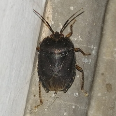 Discocephalinae