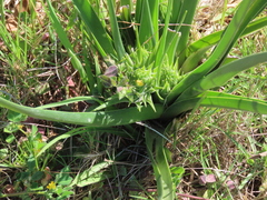 Albuca longifolia