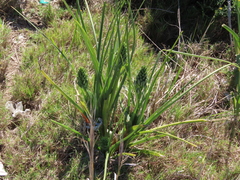 Albuca longifolia