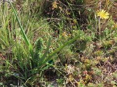 Albuca longifolia