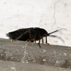 Discocephalinae