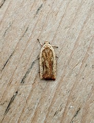 Agonopterix nervosa