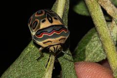 Sphaerocoris annulus