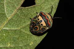 Sphaerocoris annulus