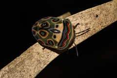 Sphaerocoris annulus