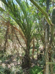 Pseudophoenix ekmanii