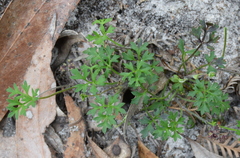 Xanthosia dissecta