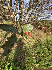Crataegus laevigata