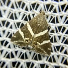 Grammodes pulcherrima