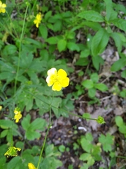 Ranunculus constantinopolitanus