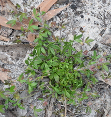 Xanthosia tasmanica