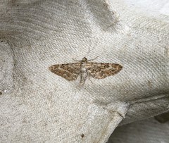 Eupithecia nanata