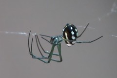 Leucauge argentina