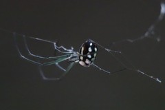 Leucauge argentina