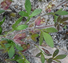 Xanthosia tasmanica