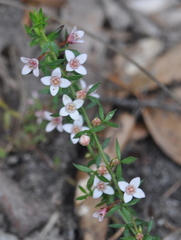 Cyanothamnus nanus