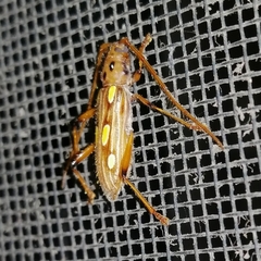 Eburodacrys truncata