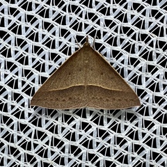 Epidesmia chilonaria