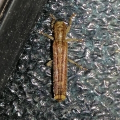 Epectasis juncea