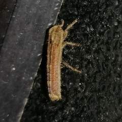 Epectasis juncea