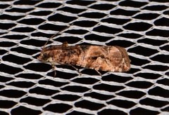 Lobesia physophora