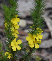 Hibbertia prostrata