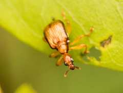 Leptapoderus pallidulus