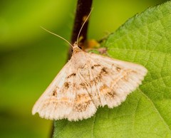 Acantholipes