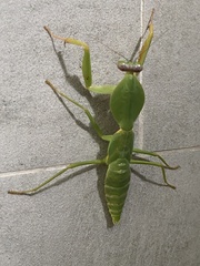 Rhombodera