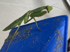 Rhombodera