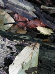 Marasmius bulliardii