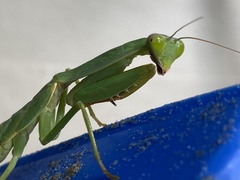 Rhombodera