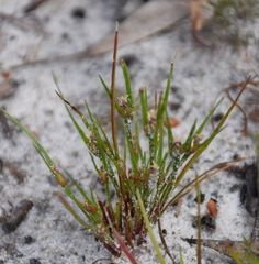 Centrolepis aristata