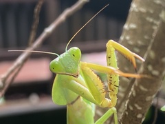 Rhombodera