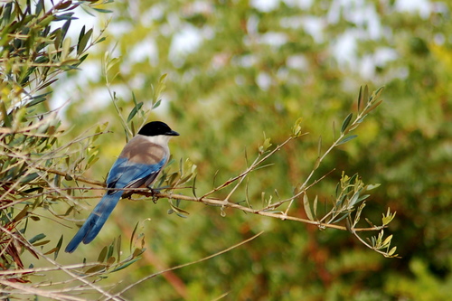 Azure-winged Magpie